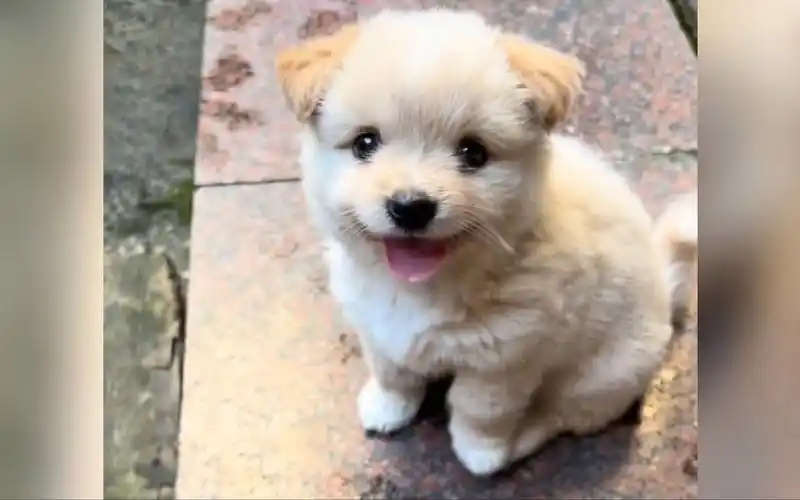 可爱预警,一大波小奶狗来袭