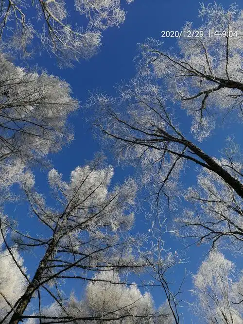 平台十里雾凇欢乐游,雾凇是冬天大自然送给人类的一道最具特色的风景