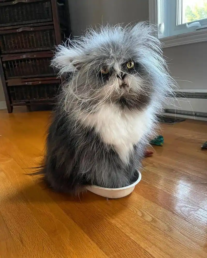 猫中鳌拜,为什么会有长得这么潦草的猫!