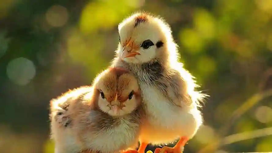 两只可爱的黄色小鸡桌面壁纸