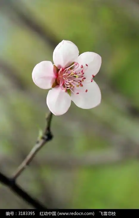 五个花瓣的桃花