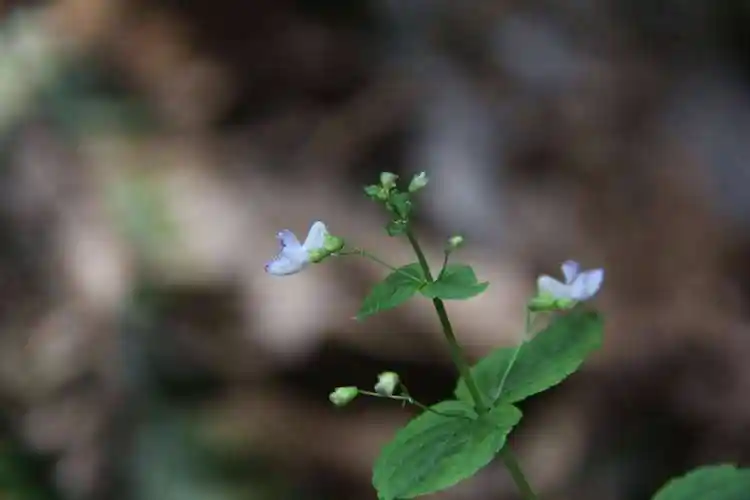 8,邻居送的小苗,长大开花啦艾氏香茶菜艾氏香茶菜,别名 特丽莎莫娜紫