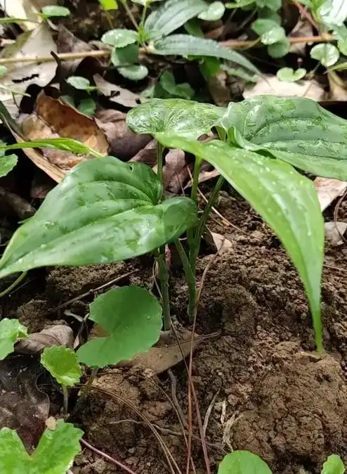 百部,又称百条根,百部草,属于百部科百部属多年生攀援性草本植物