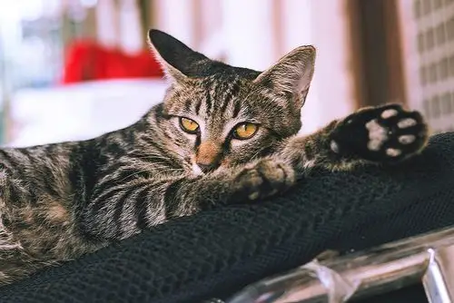 帅帅猫|摄影|动物|annie占 - 原创作品 - 站酷 (zcool)