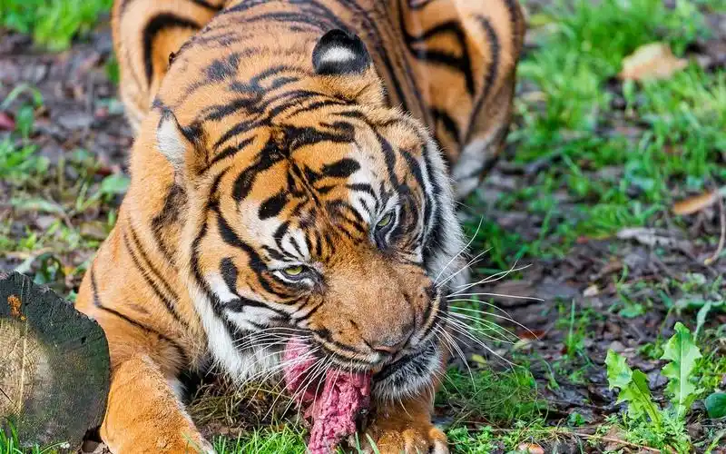 4k高清正在吃肉的苏门答腊虎凶神恶煞的看着镜头