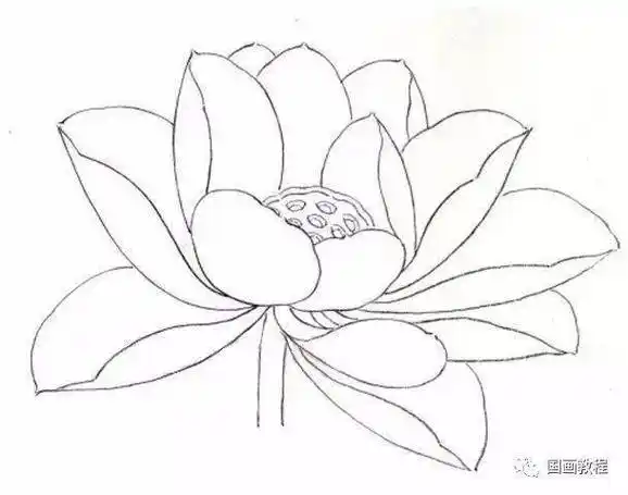 国画教程工笔荷花花冠的各种画法