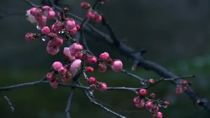 【梅花傲雪】(1)