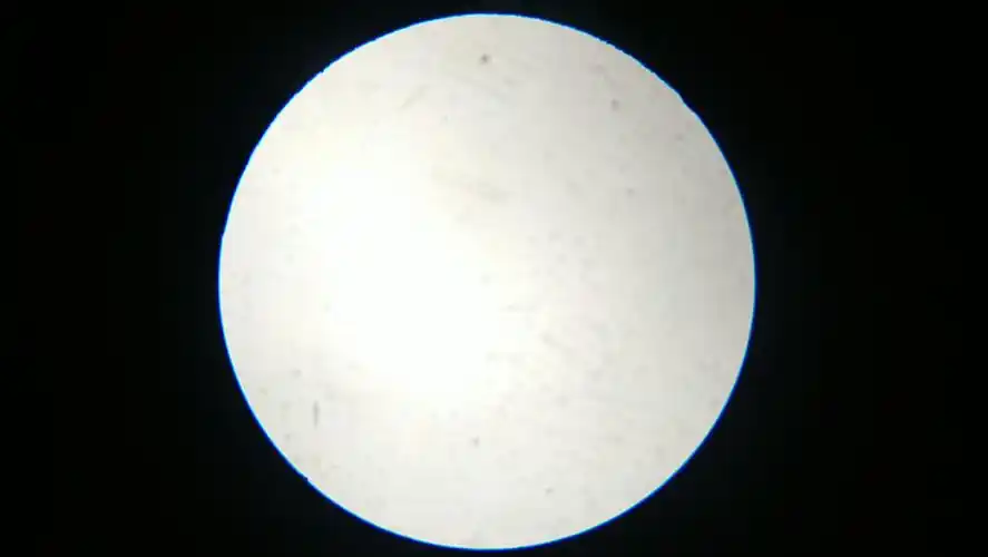 蚕豆叶下表皮细胞