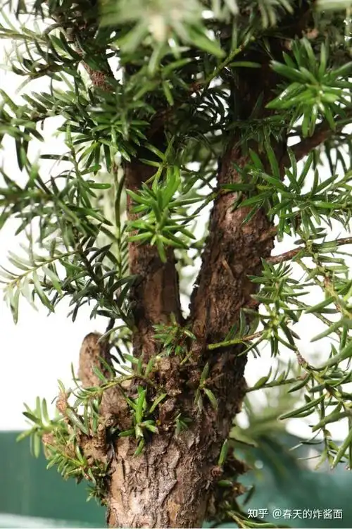 问苗app红豆杉药用价值