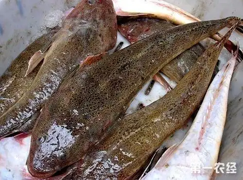 扁头鱼养殖技术