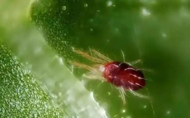 柑橘红蜘蛛难防难治的原因和用***法用生物农药苦参碱和大蒜油