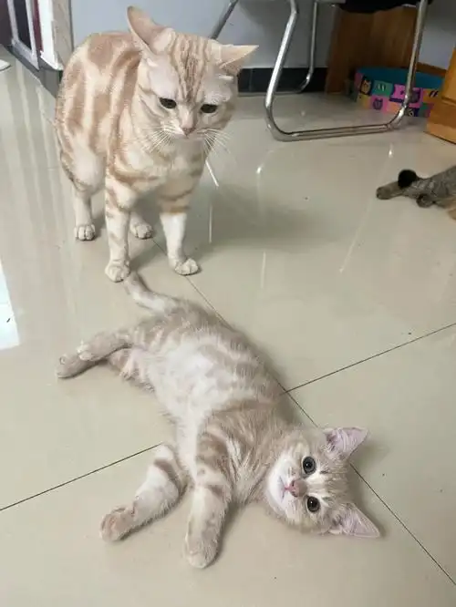 凯米尔色美短|两只奶糕_美短_养猫_凯米怎么样_凯米尔色美短_宠物_猫