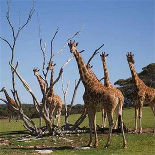 [莫纳托动物园-大门票]澳大利亚 莫纳托 莫纳托动物园