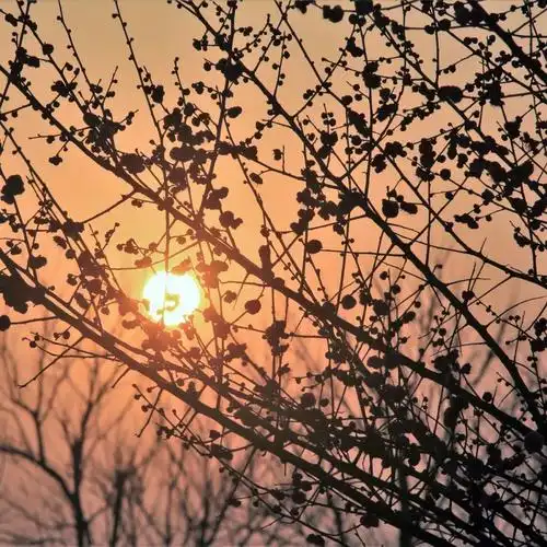 黄州有个"世外"梅园,长这样!_梅花