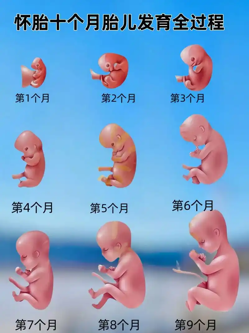 一个身体两个心跳 #胎儿发育过程 #胎儿1-40周发育图 - 抖音