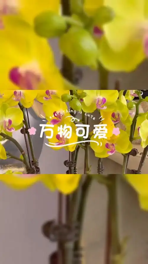 早安7515#万物皆可爱