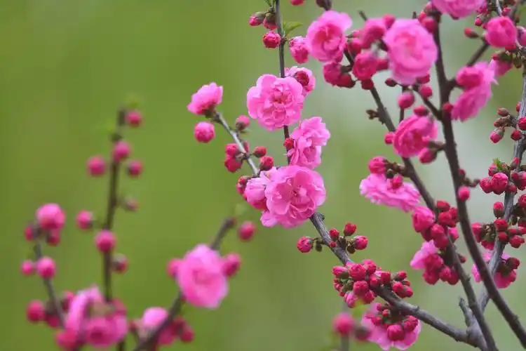 鲜艳靓丽的梅花