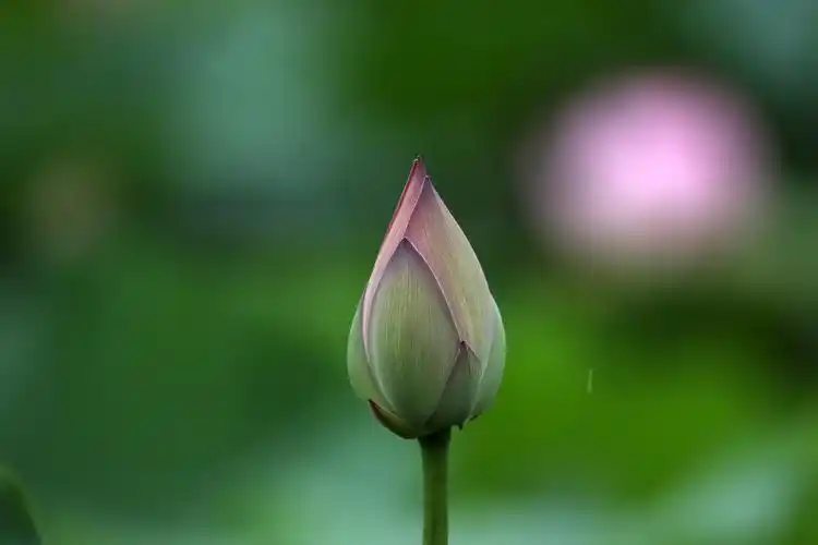 2020年7月1日图说中国成都网友作品选