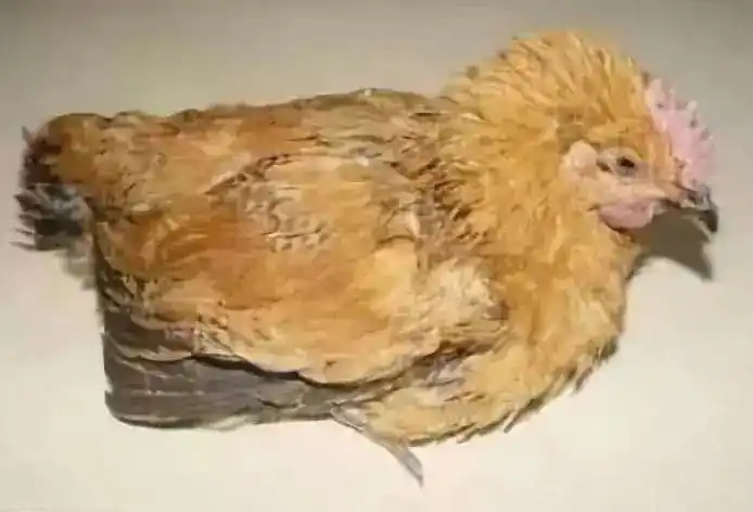 禽医恒艳讲鸡炸毛掉大毛是由哪些原因引起的