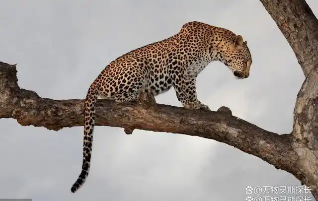 8月29日,一名游客在陕西太白山大文公庙附近徒步,突然看到对面山头上