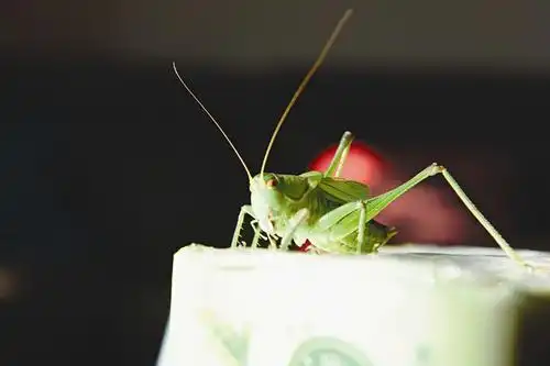 老李家养的冬蝈蝈唱出"天籁之音"