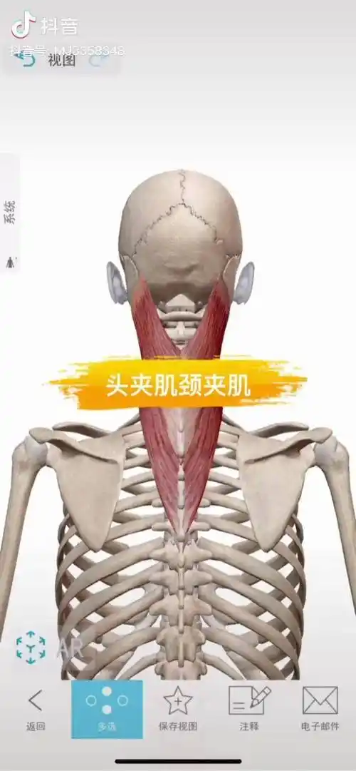 解剖头夹肌颈夹肌