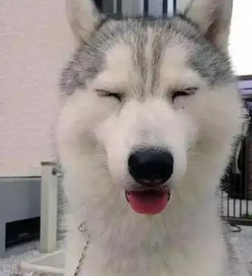 调皮二哈做鬼脸吸引主人注意还花式卖萌讨吃的主人表示很无奈