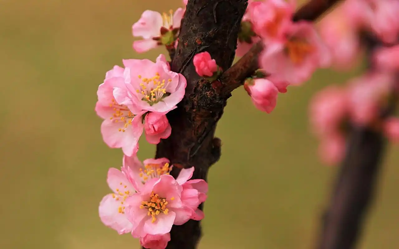 小清新鲜红桃花唯美高清桌面壁纸