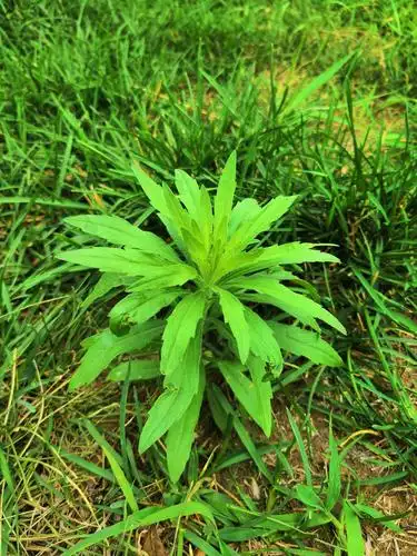 小蓬草,别称加拿大蓬飞草,属外来入侵物种.