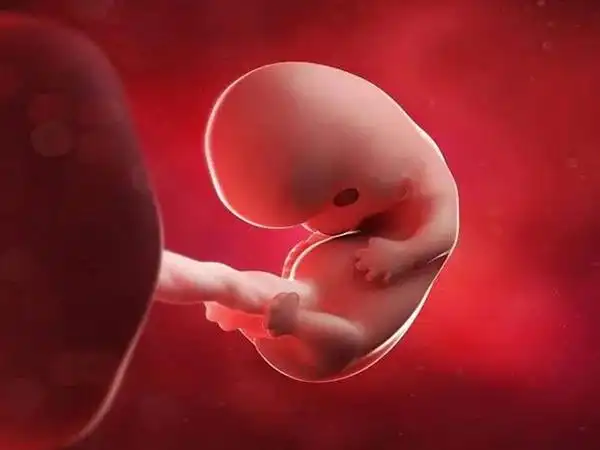 之所以很多人都说孕6至8周是危险期,主要是因为这段时间胎儿发育的