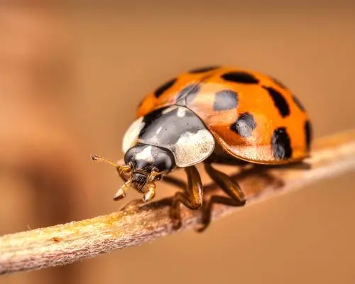 瓢虫特写镜头,昆虫摄影 壁纸