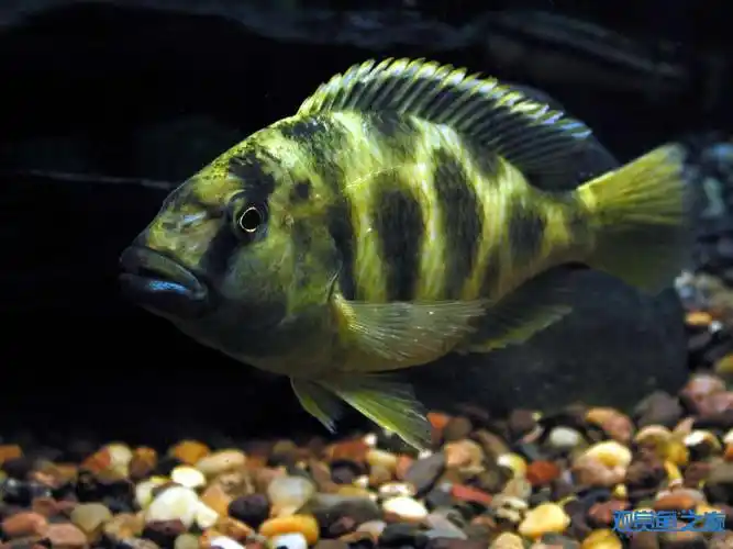 三湖慈鲷马拉维