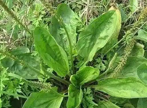 "车前草"是个宝,坚持泡水喝,或能帮助改善5个问题