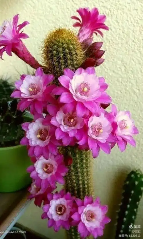 稀奇少见的花,真漂亮!