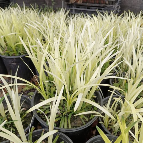 英国山麦冬盆栽纯金啤酒庭院花园沿阶草花镜四季常绿麦冬耐荫多年