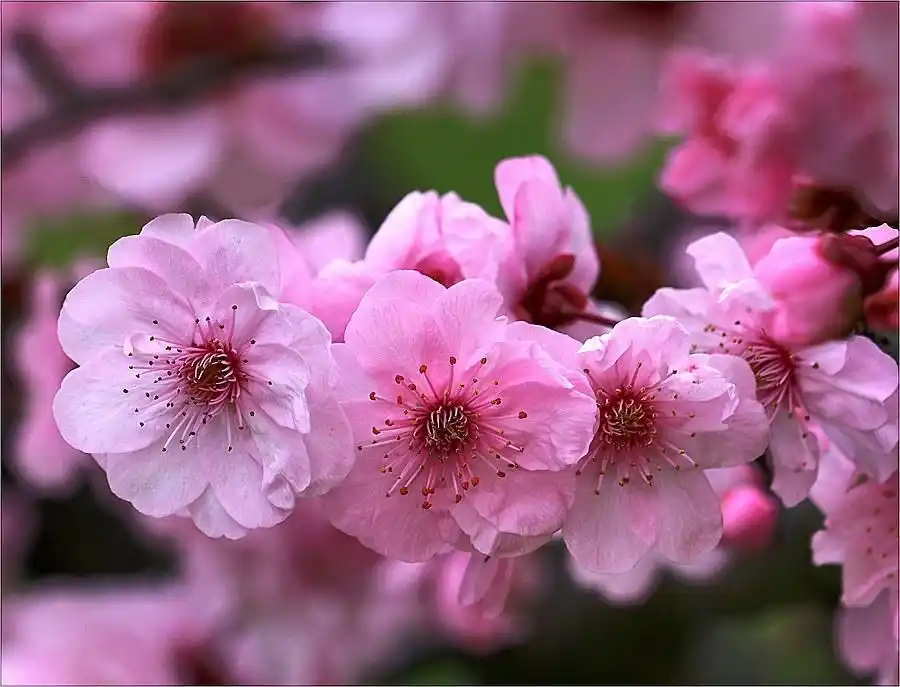 桃花