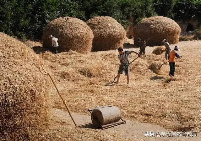 70后的记忆农村收麦