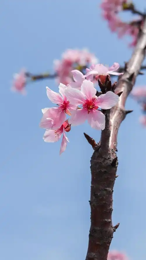 「超清手机壁纸」桃花·桃之夭夭,灼灼其华