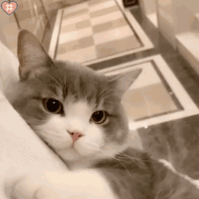 萌宠表情包 gif图