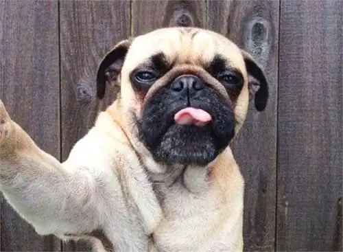 动物们的逗比自拍搞笑图集