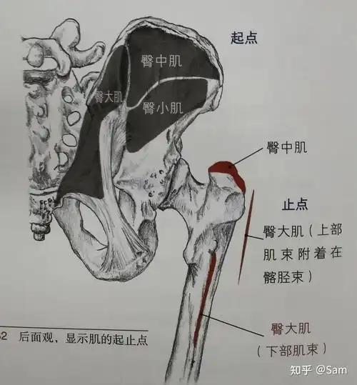 每日一肌74臀中肌 - 知乎