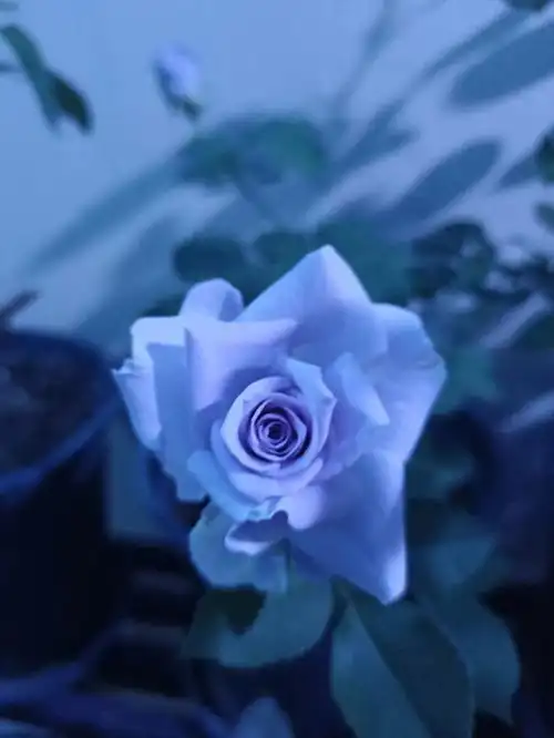 最蓝的蓝色礼服月季