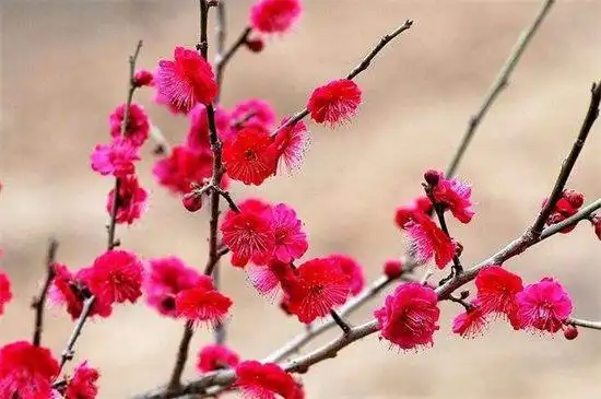 盘点8大耐寒梅花品种(2)_巴拉排行榜