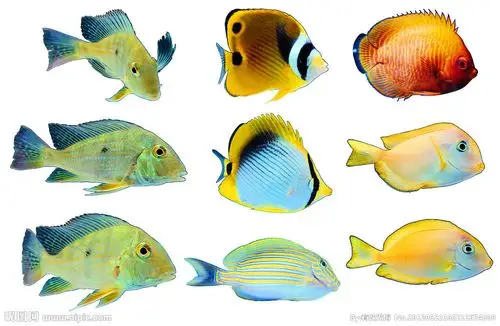 海洋鱼摄影图__鱼类_生物世界_摄影图库_昵图网nipic.com