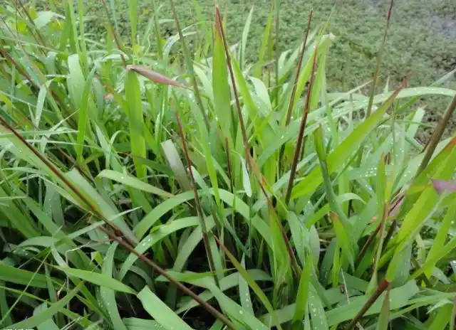 农村流传谚语"三月三,抽毛尖"说的是一种美食,你知道是啥吗?