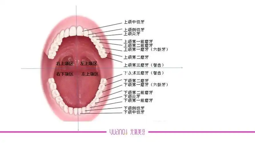 科普牙齿的基础知识
