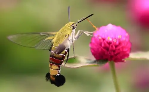 蜂鸟天蛾--透翅咖啡蛾