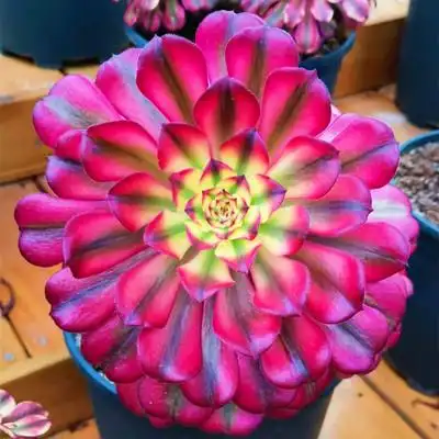 高端法师锦红颜法师单头老桩一物一拍多肉植物莲花张科红覆轮变异