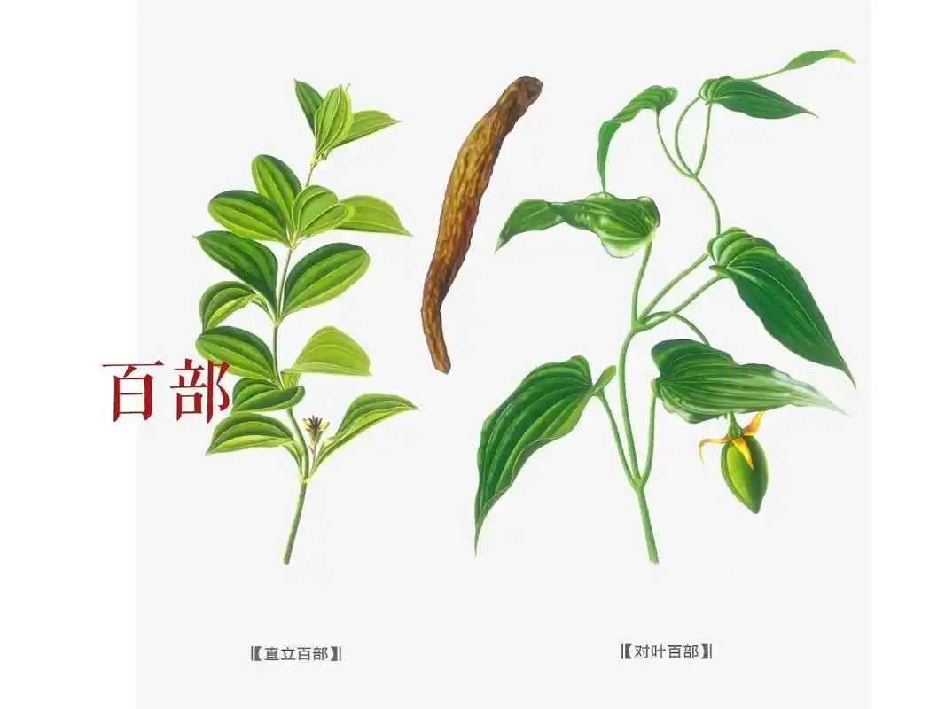 百部来源于百部科植物直立百部或对叶百部 - 抖音
