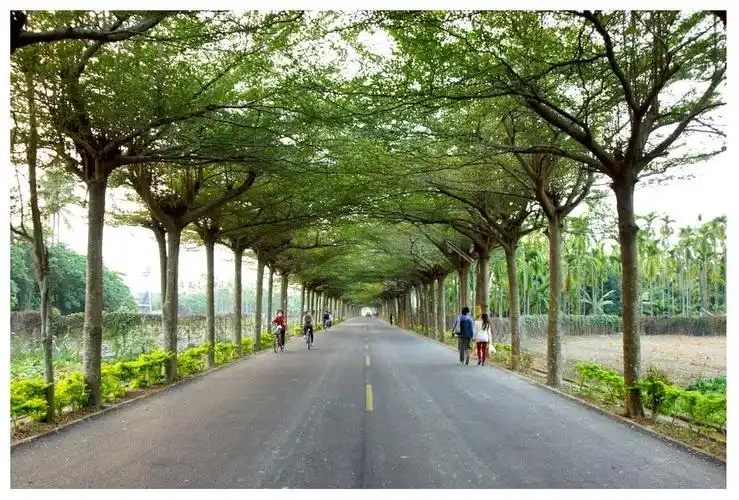 各地区园林绿化常用行道树种